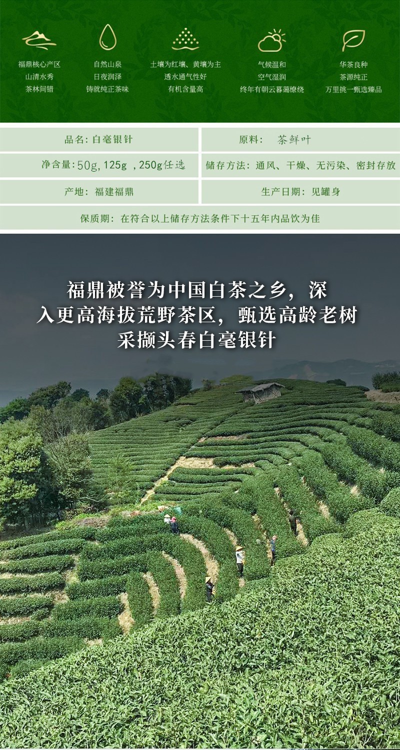 好茶农2021白毫银针福鼎白茶米针茶叶头采银针荒野老树白茶中秋送礼