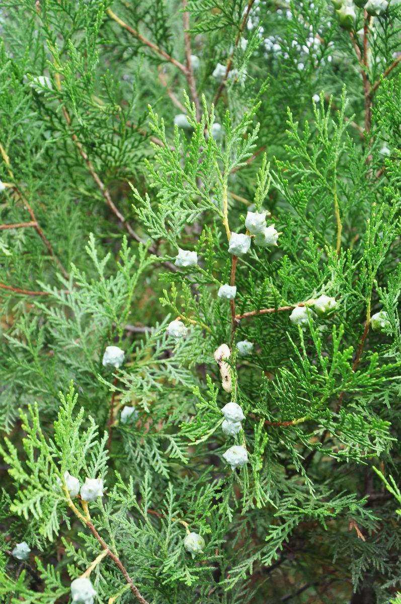 侧柏树苗 扁侧柏树小苗 松柏树苗 绿化侧柏叶 柏树苗木南北方种植厂区