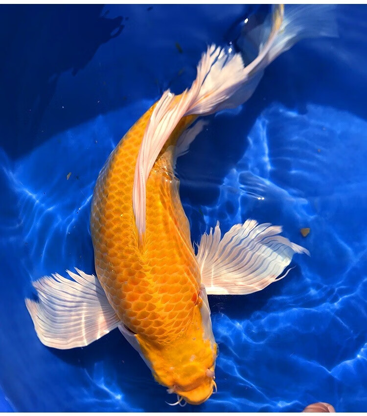 三元诗雅日本进口纯种锦鲤活鱼精选台湾蝴蝶鲤龙凤长尾熊猫古黄金球形