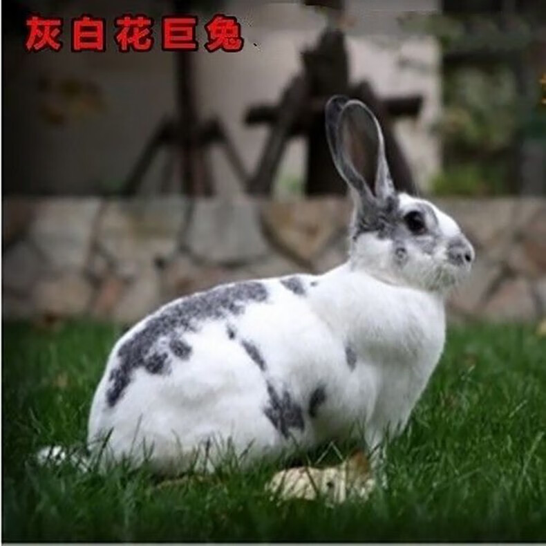 巨兔大型肉兔兔子活物肉兔繁殖组可长20斤随机花色巨兔苗5只二公三母