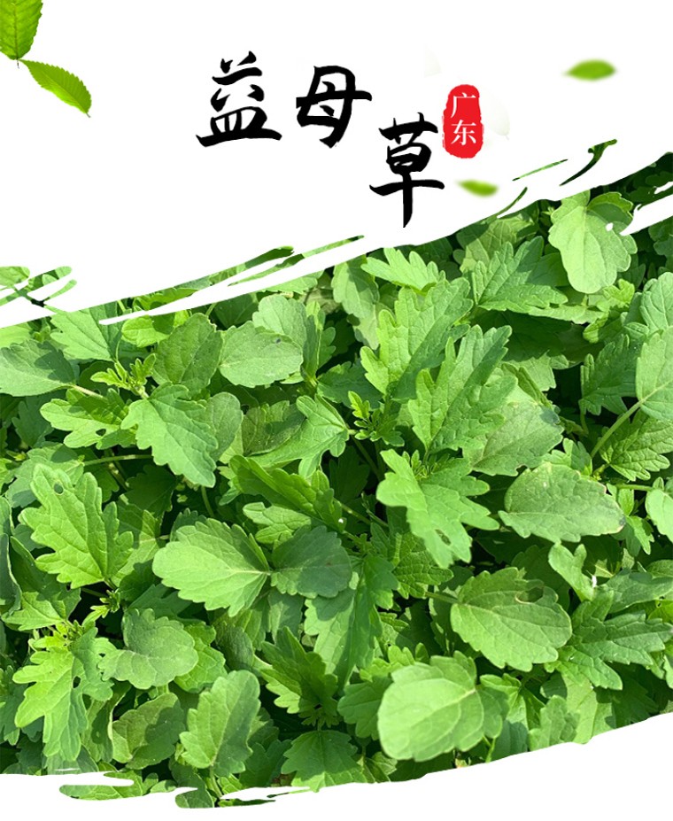 益母草新鲜坤草野菜3斤益母草菜鲜蔬菜
