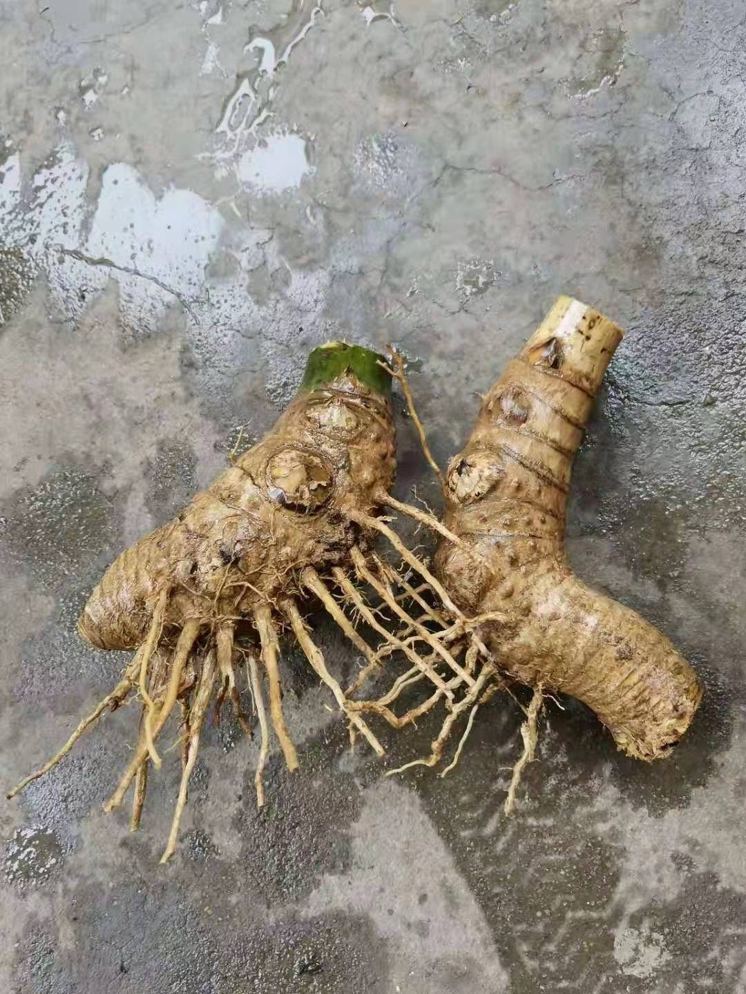 小叶簕竹桩竹鞭竹根苗室内外勒竹子花园庭院景观绿植