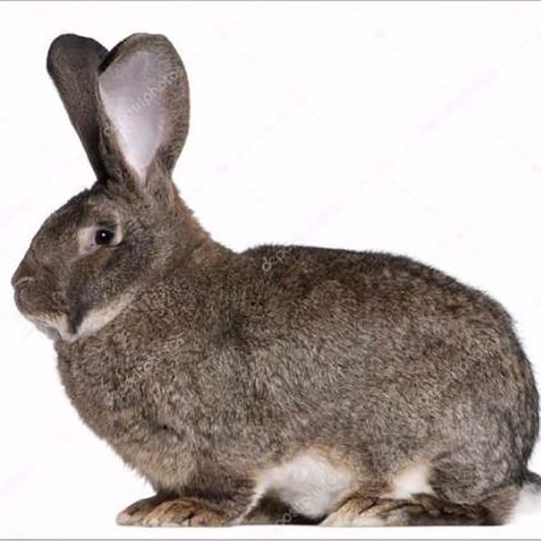 巨兔大型肉兔兔子活物肉兔繁殖组可长20斤随机花色巨兔苗5只二公三母