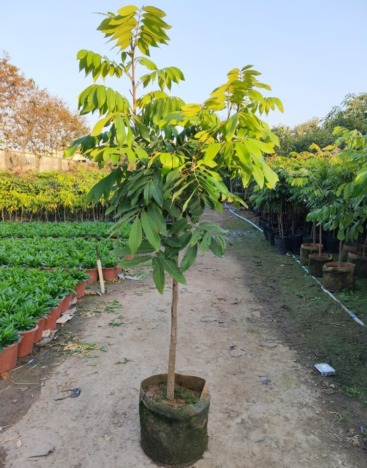 苗石硖四季储良龙眼果树苗南方地栽当年结果桂圆树苗带叶子带土发货