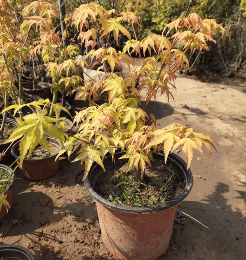 黛陌黄金枫树苗日本橙之梦赤枫树苗黄金枫树苗庭院别墅四季黄金苗盆栽