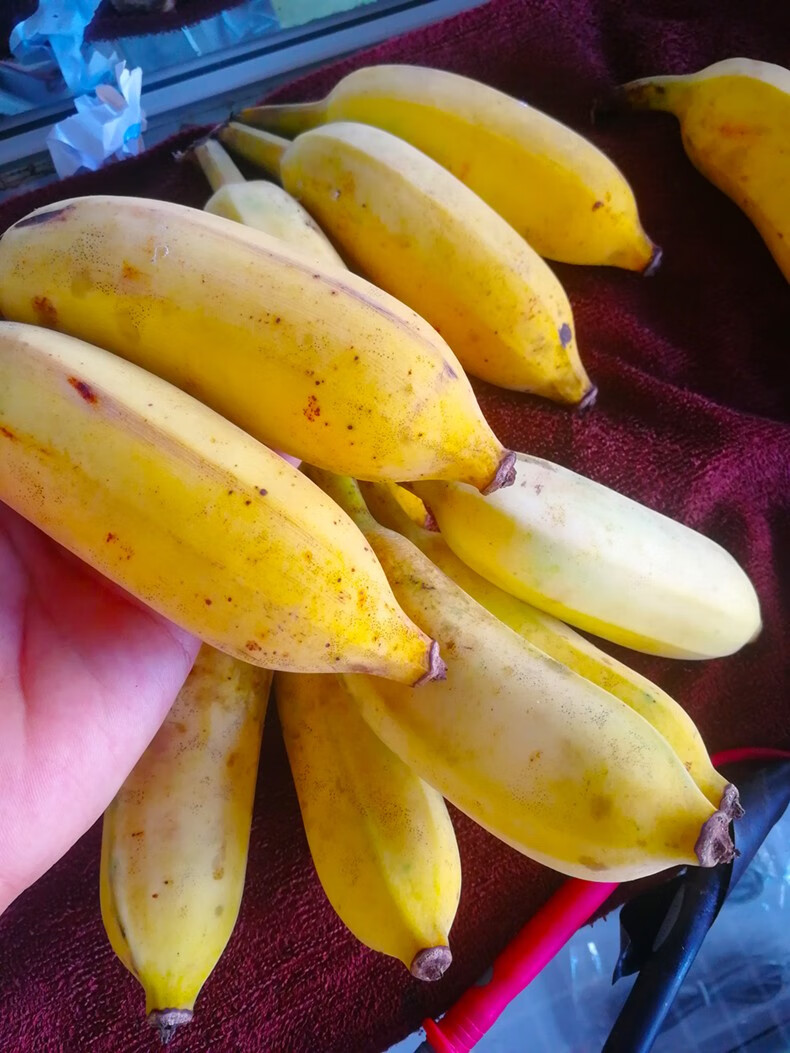 广东高州原生态粉蕉 3/5斤小时候的味道新鲜南蕉丑蕉芭蕉 果园直发