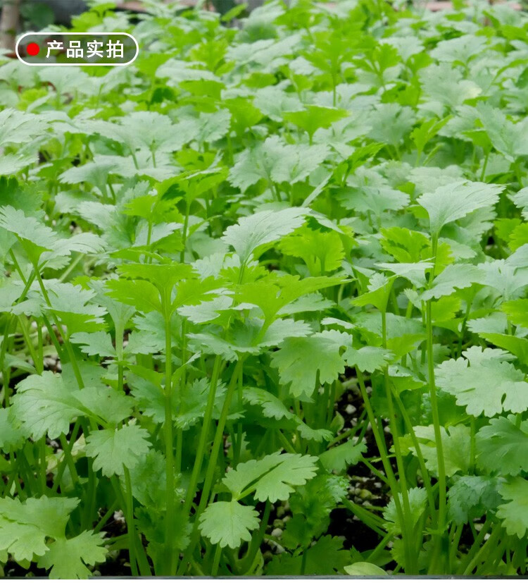 大禹 香菜子根种苗种子大叶芫荽蔬菜苗四季春季种植菜籽种孑 大叶香菜