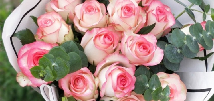 【园思园花卉】艾莎玫瑰花苗复色大花切花月季苗阳台庭院花卉盆栽观花