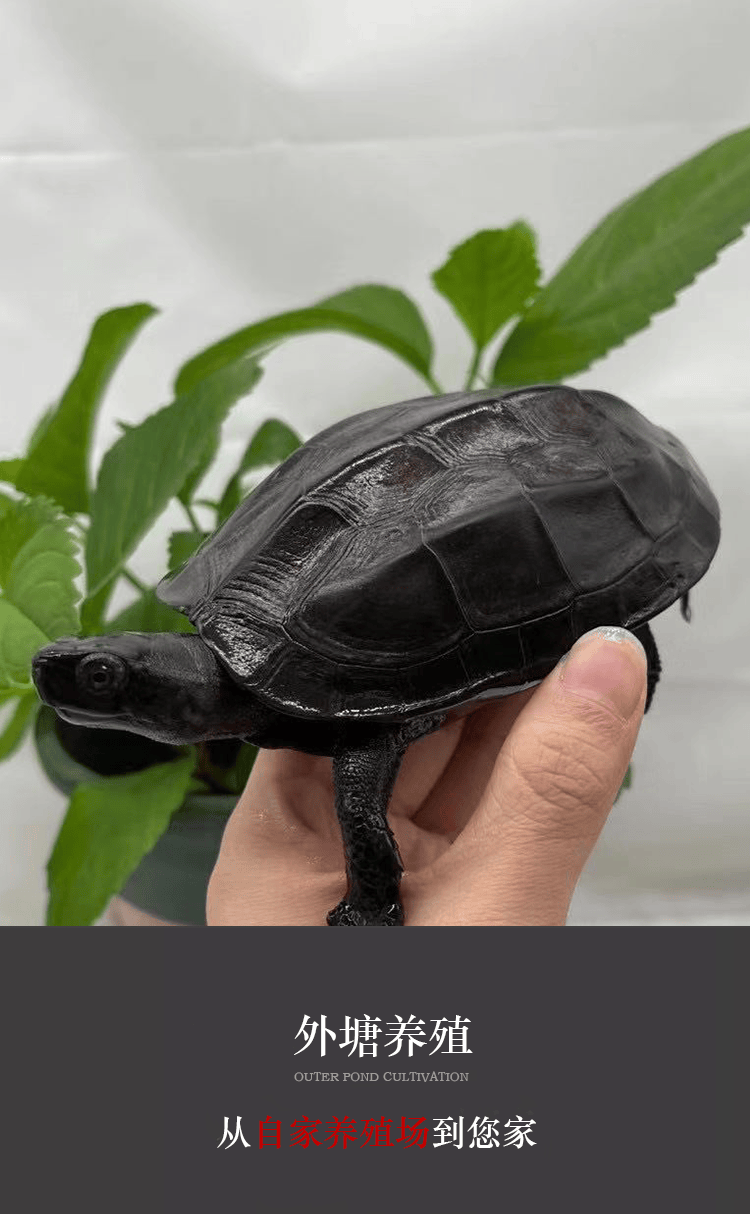 家养水龟墨苗正宗外塘公草龟中华黑腹小乌龟活物体金线墨化 5年半墨11