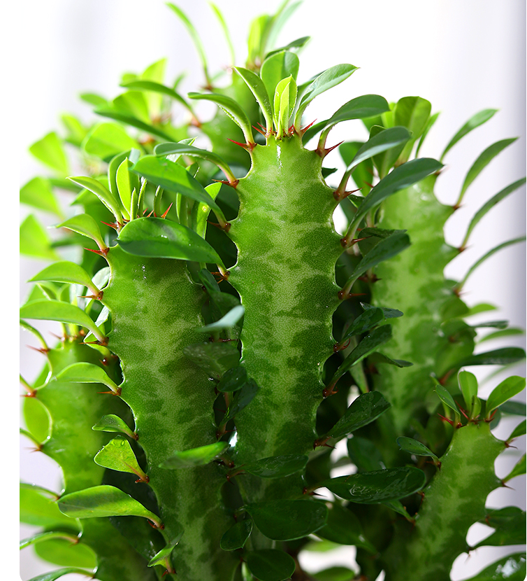 龙骨盆栽彩云阁耐旱老桩绿植净化空气吸甲醛多肉植物大颗好养 红龙骨