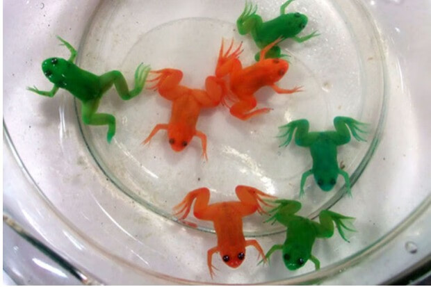 青蛙活体彩蛙活体宠物彩蛙水蛙观赏蛙五彩蛙家养办公水族馆宠物蛙爬宠