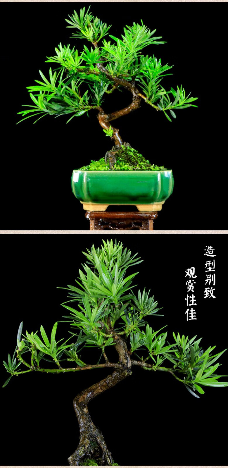 造型罗汉松熟桩精品盆景室内办公室好养绿植四季常青净化空气送礼