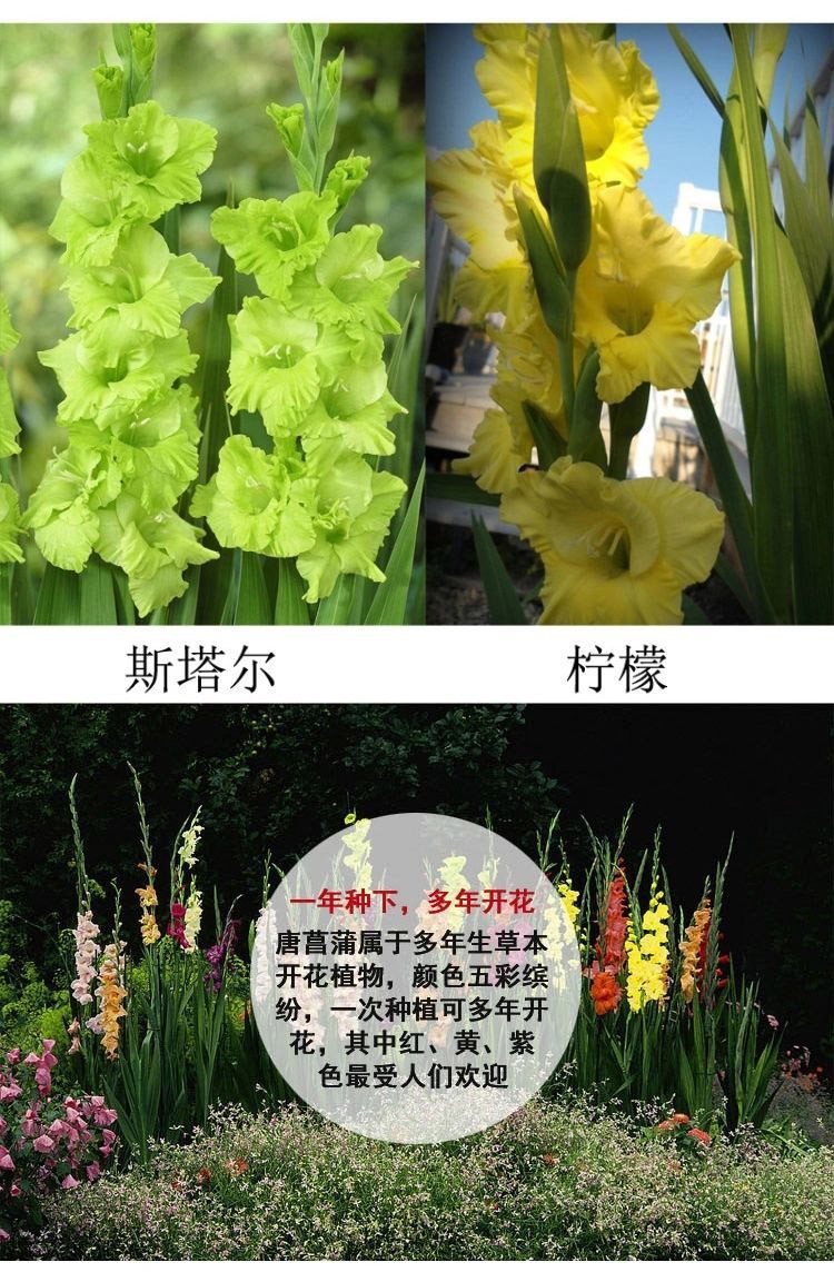 剑兰种球剑兰花阳台花卉绿植盆栽多年生进口剑兰种球混色剑兰3种球