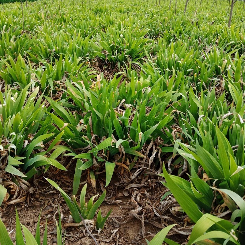 扁竹根耐寒四季常青庭院耐阴花卉植物绿化苗木地被植物鸢尾苗鸢尾50棵