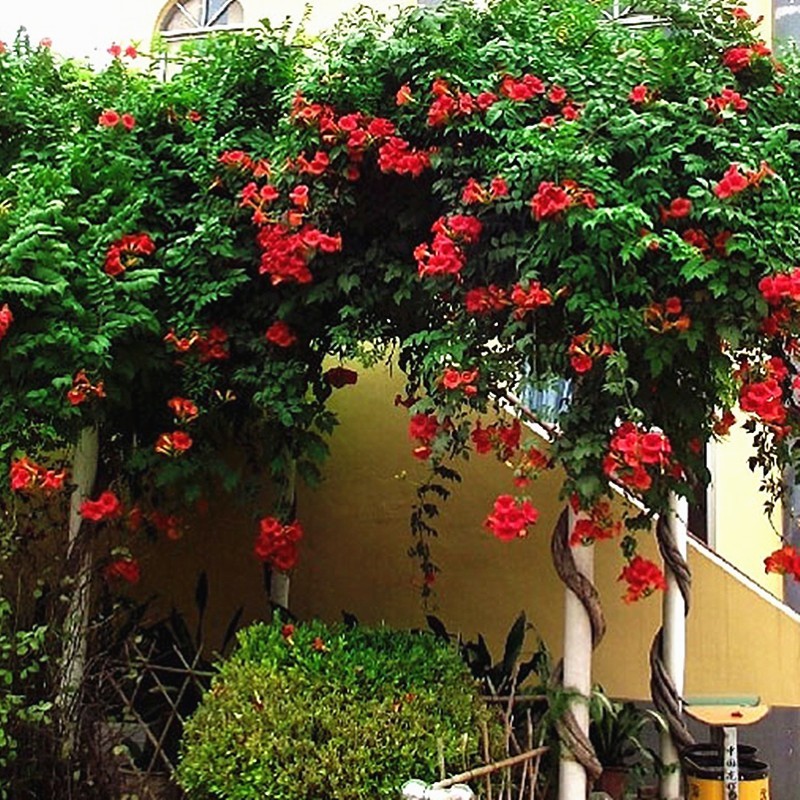 爬藤攀援植物美国凌霄花苗大苗绿化庭院阳台楼顶别墅盆栽爬墙花卉凌霄