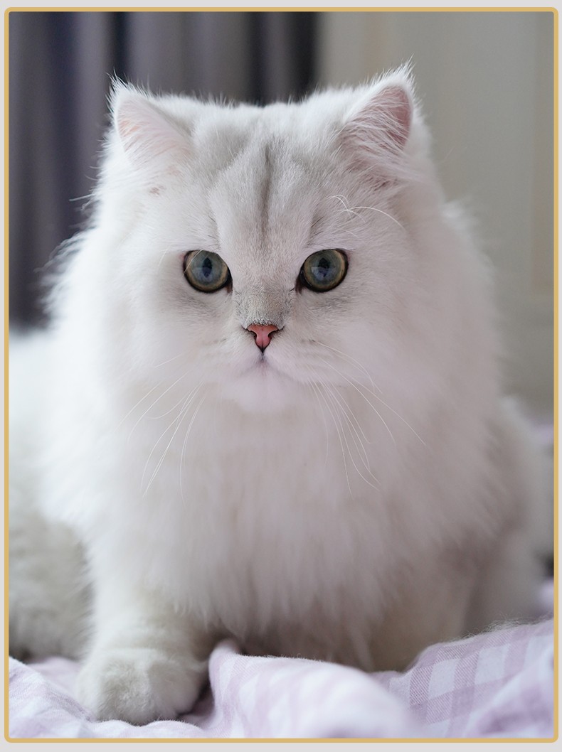 佳朔宠物 猫幼崽金吉拉宠物猫活体金吉拉金吉拉猫活体金吉拉色波斯猫