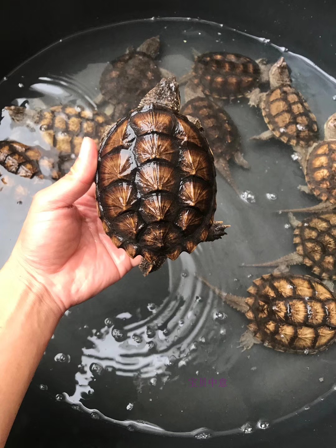 爱闹水族 新苗头苗黄壳鳄龟观赏乌龟大鳄龟杂佛龟鳄龟黄壳钓鱼龟 3斤