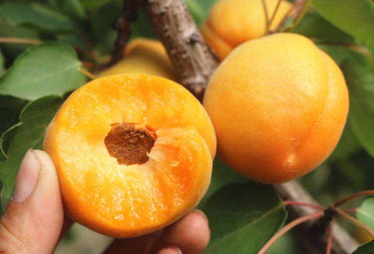 更多参数>>国产/进口:国产类别:杏品种:黄杏商品毛重:1.