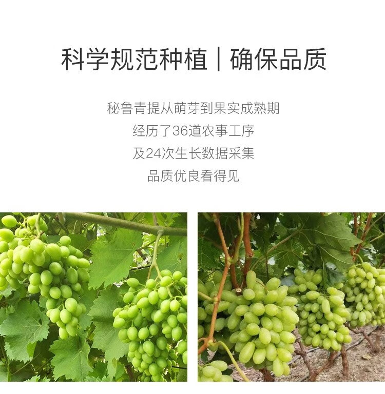 更多参数>>国产/进口:进口原产地:秘鲁包装形式:简装品种:青提货号