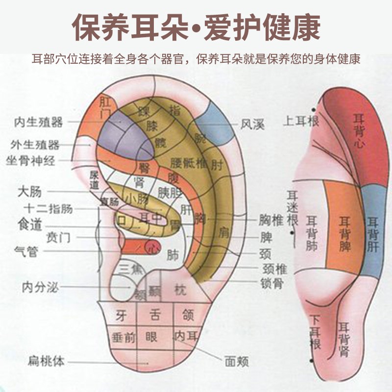 耳朵经络图对应的器官图片