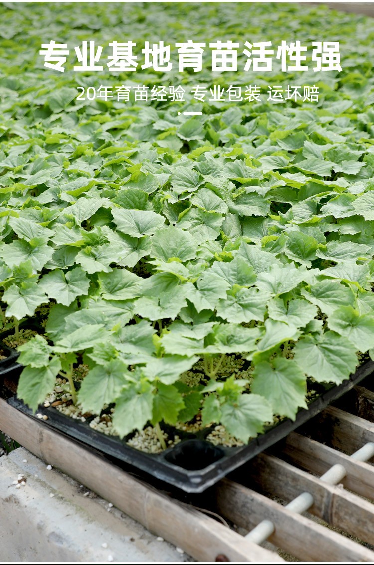 大禹羊角蜜苗甜瓜苗大全山东寿光香瓜水果苗子带土发货秋季阳台盆栽