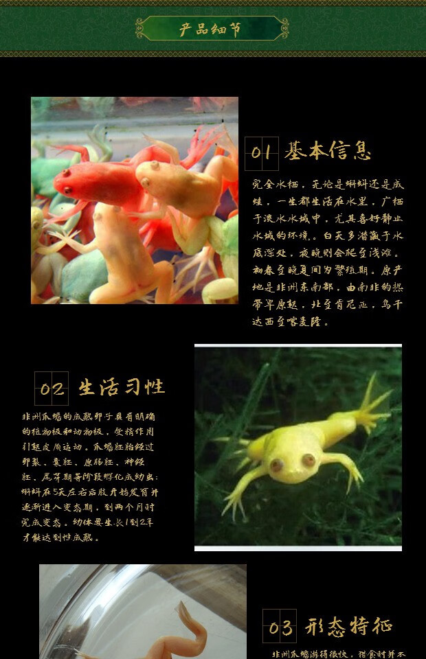 青蛙活体彩蛙活体宠物彩蛙水蛙观赏蛙五彩蛙家养办公水族馆宠物蛙爬宠