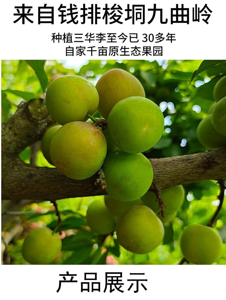 顺丰现发广东信宜钱排三月李青李珍珠李头茬现采直发1斤装40个斤