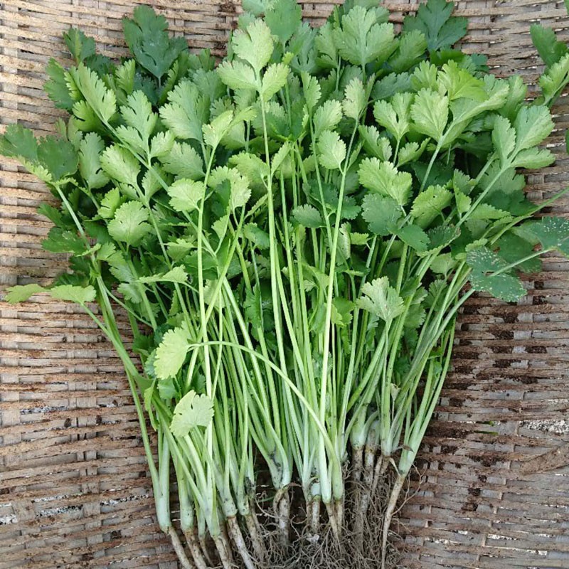 春光岛新鲜香菜 芫荽 胡荽 元荽 芫荽 农家蔬菜火锅食材 2斤【图片