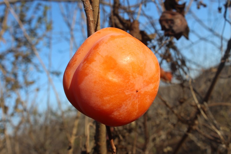 磨盘柿子 冰激凌柿子 甜软多汁冻水果 冰冻磨盘大柿子5/6斤装送礼 6