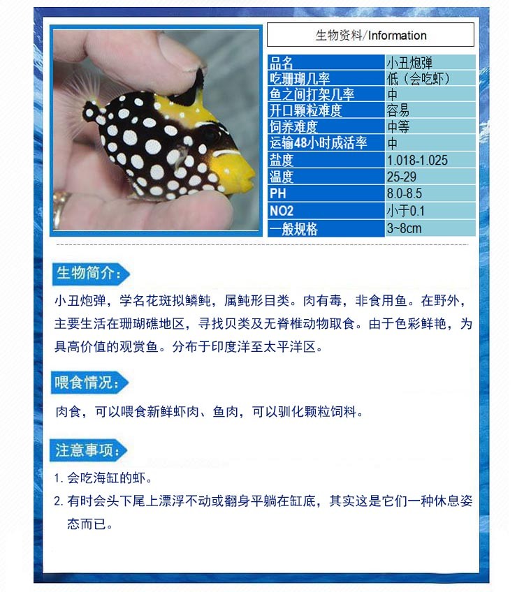 小丑炮弹 活体海水鱼皇冠炮弹花斑拟鳞鲀兴国海洋农场定水包活 小丑