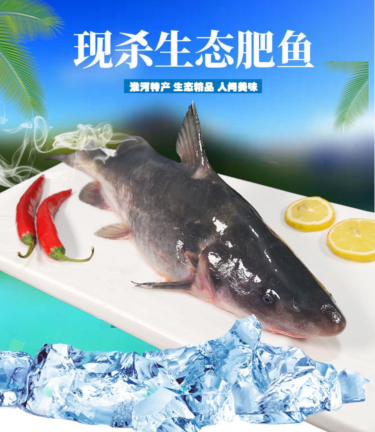 姚鲜品旗舰店 现杀鲜活鮰鱼肥鱼习鱼肥鱼回鱼农家回鱼 3斤现杀(净重2.