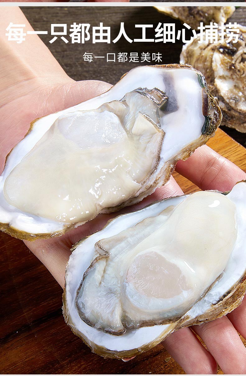 顺丰活鲜生蚝乳山生蚝鲜活牡蛎净重45斤新鲜海蛎子牡蛎贝类现捕现发