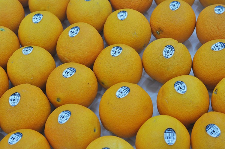 纯农 美国新奇士黑标橙3107脐橙sunkist进口橙子 20个-分享装(8斤净果