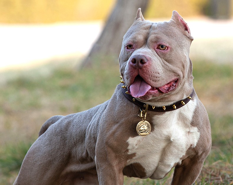 柏宠狗狗真皮项圈定制狗牌牛皮脖圈中型犬大型犬法斗恶霸宠物防丢挂牌