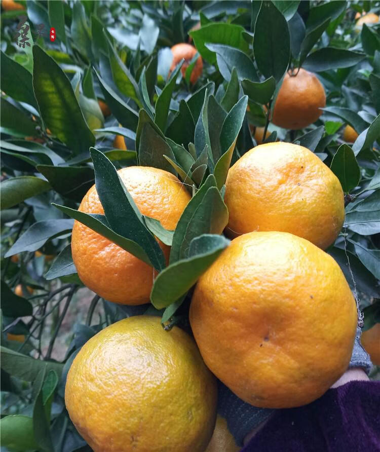 福建永春芦柑新鲜椪柑橘当季现摘蜜橘子香甜水果桔子15斤