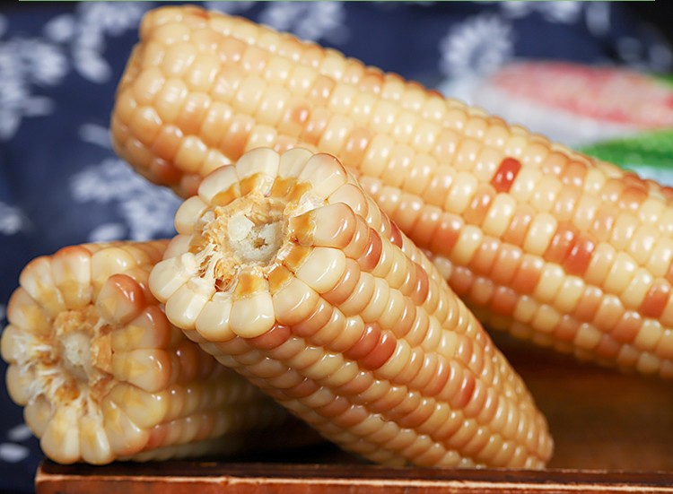 玉泉韵云南西双版纳香糯小玉米 傣糯玉米棒云南玉米新鲜甜糯玉米黏玉