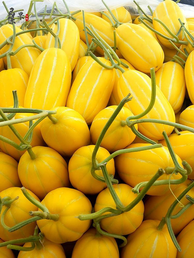 九道沟甜瓜香瓜丰田瓜一品黄金蜜黄皮香瓜蜜瓜5斤
