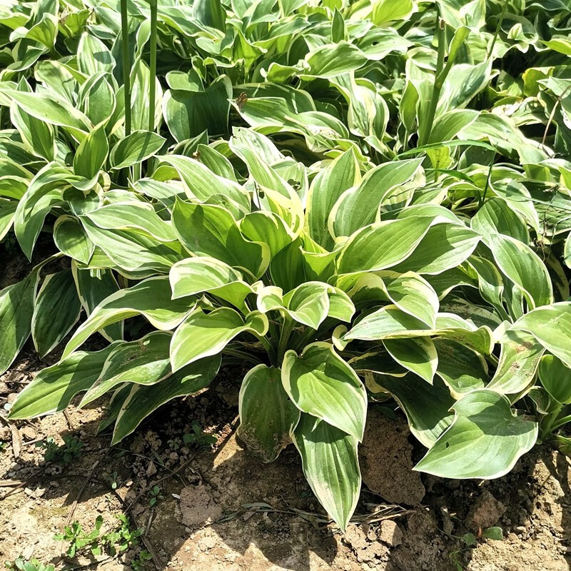 侬律玉簪花苗基地直销花叶青叶花植物盆栽花卉庭院花坛多年生植物绿化