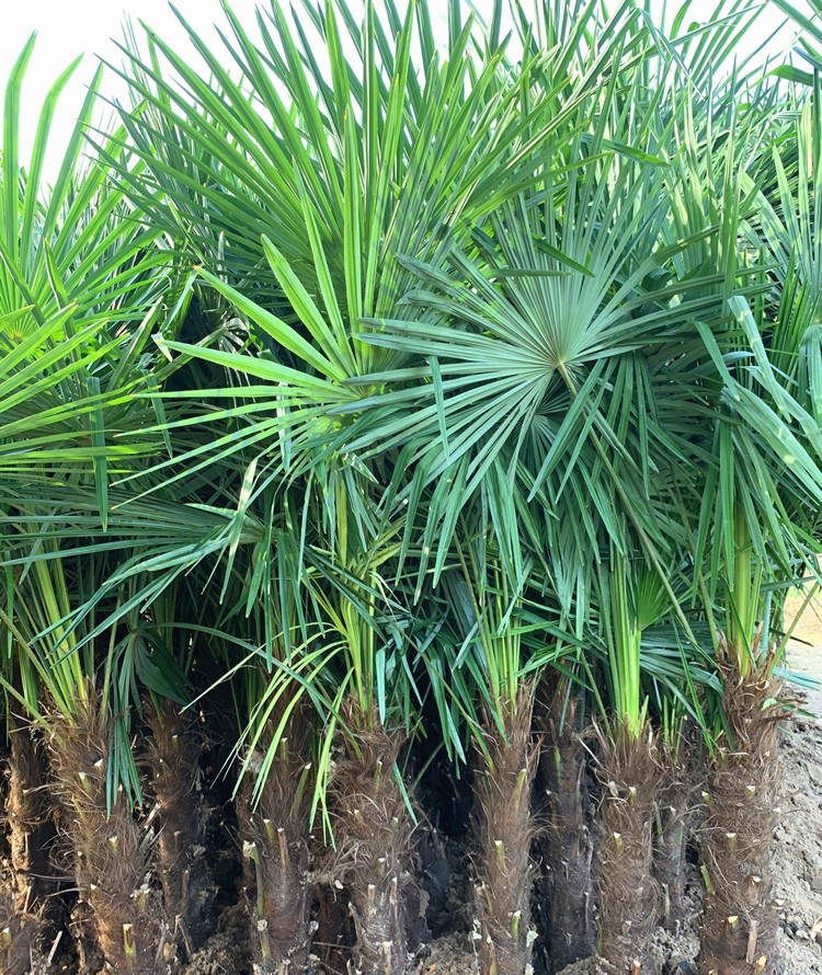 棕榈树苗棕树苗盆栽棕榈苗扇子树苗别墅绿化苗木庭院四季常青植物棕高