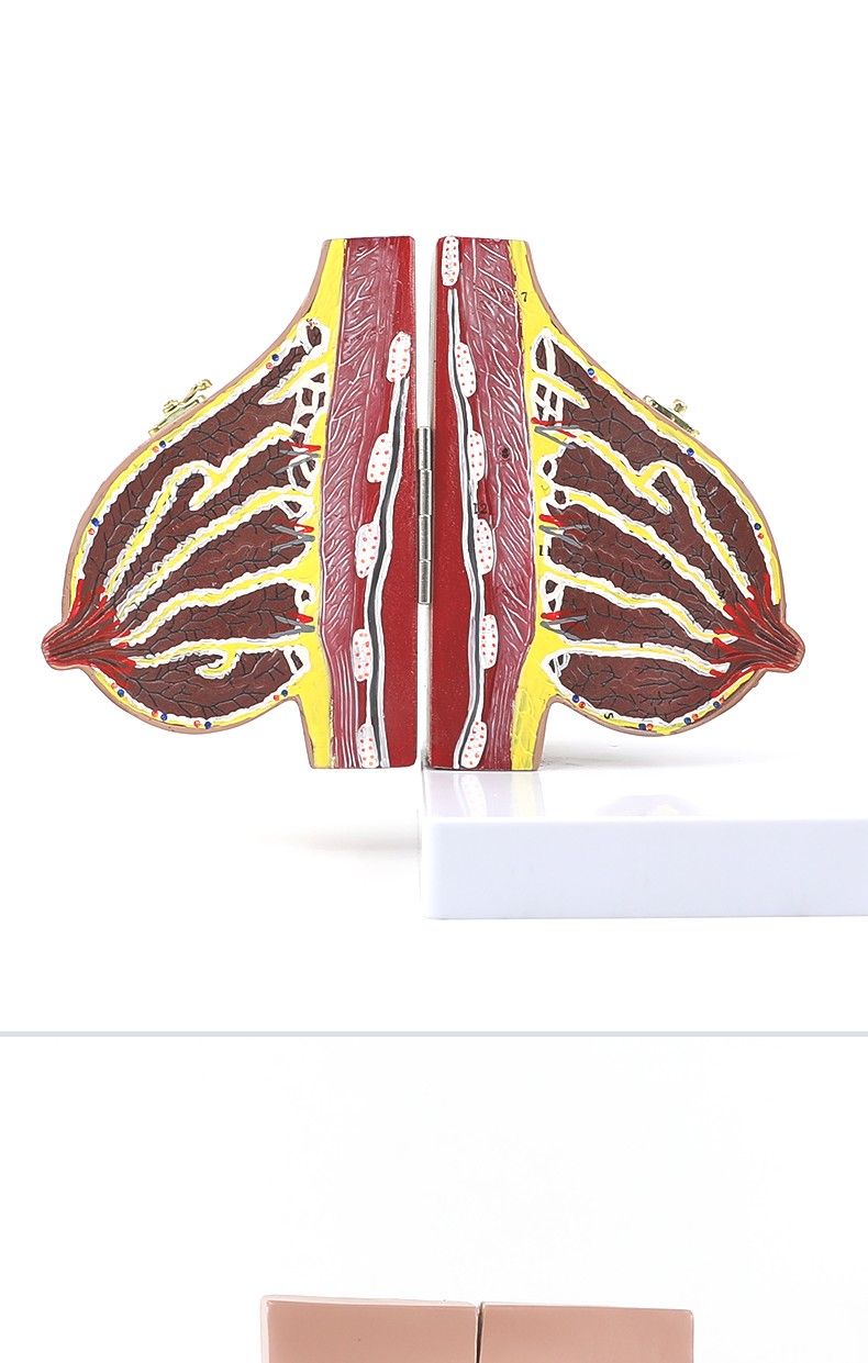 哺乳期乳房模型胸部解剖乳房结构造乳房乳腺病变模型催乳师教具 哺乳