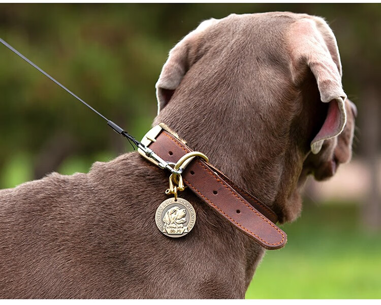 柏宠项圈狗牌定制刻字宠物防丢牌边牧直径40cm