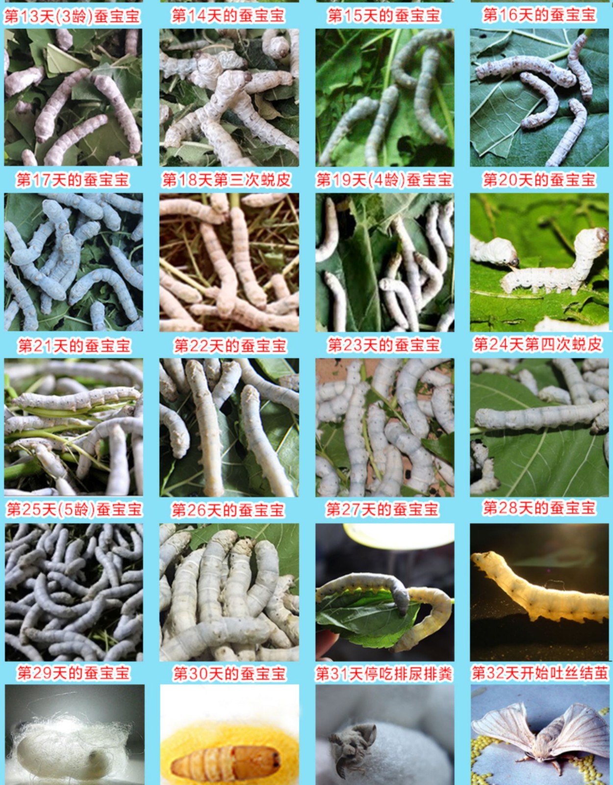 奥狸狸15龄蚕宝宝活体学生养蚕套装给新鲜桑叶白色家蚕卵批运输3龄蚕