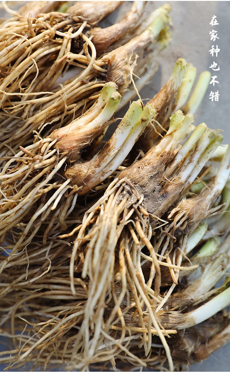 寿禾 韭菜根盆栽食用四季韭菜苗蔬菜现挖阳台家庭种植蔬菜青菜 四季