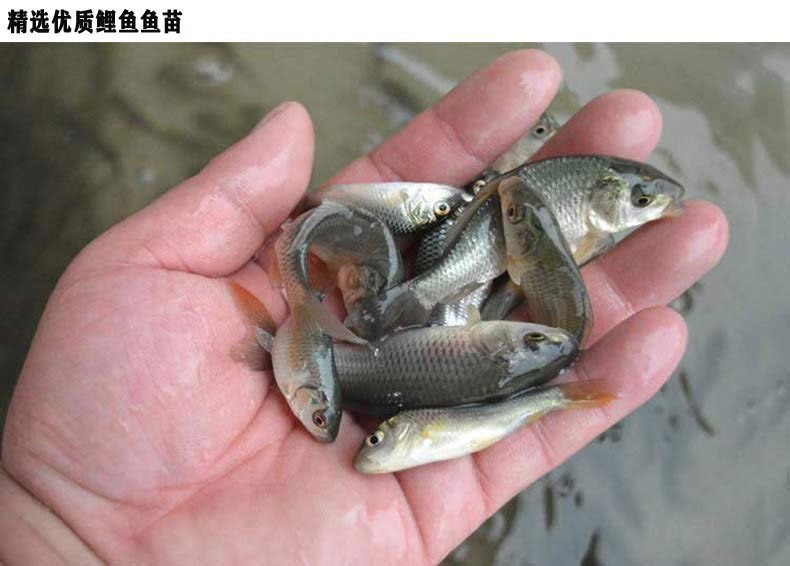 淡水小鱼种类图片