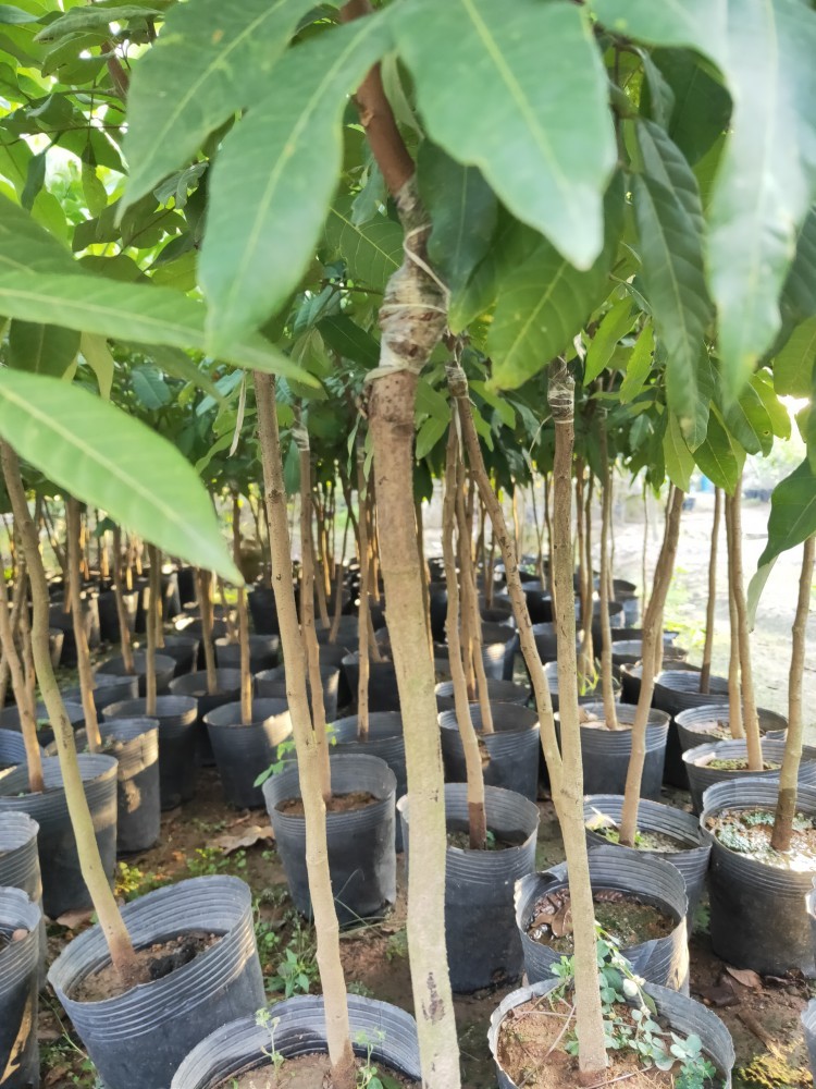 苗石硖四季储良龙眼果树苗南方地栽当年结果桂圆树苗带叶子带土发货