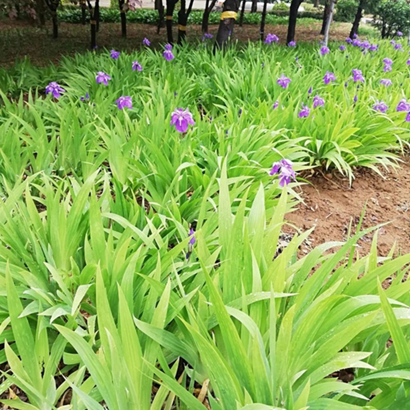 侬律鸢尾花苗盆栽绿植扁竹根耐寒四季常青庭院耐阴花卉植物绿化苗木地