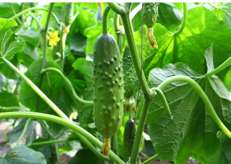5kg 荷兰瓜水果黄瓜 新鲜蔬菜