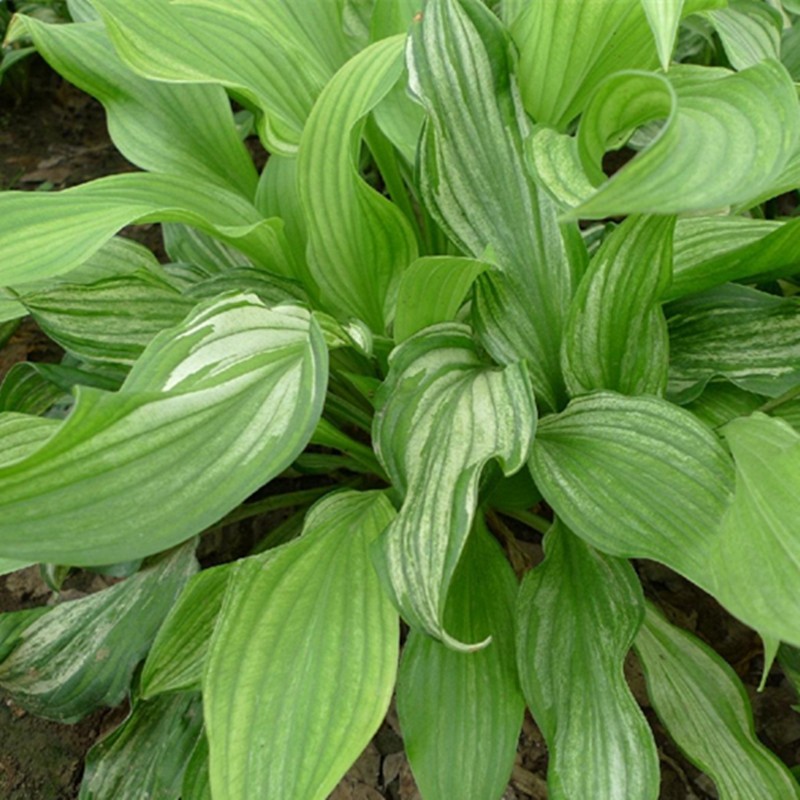侬律玉簪花苗基地直销花叶青叶花植物盆栽花卉庭院花坛多年生植物绿化