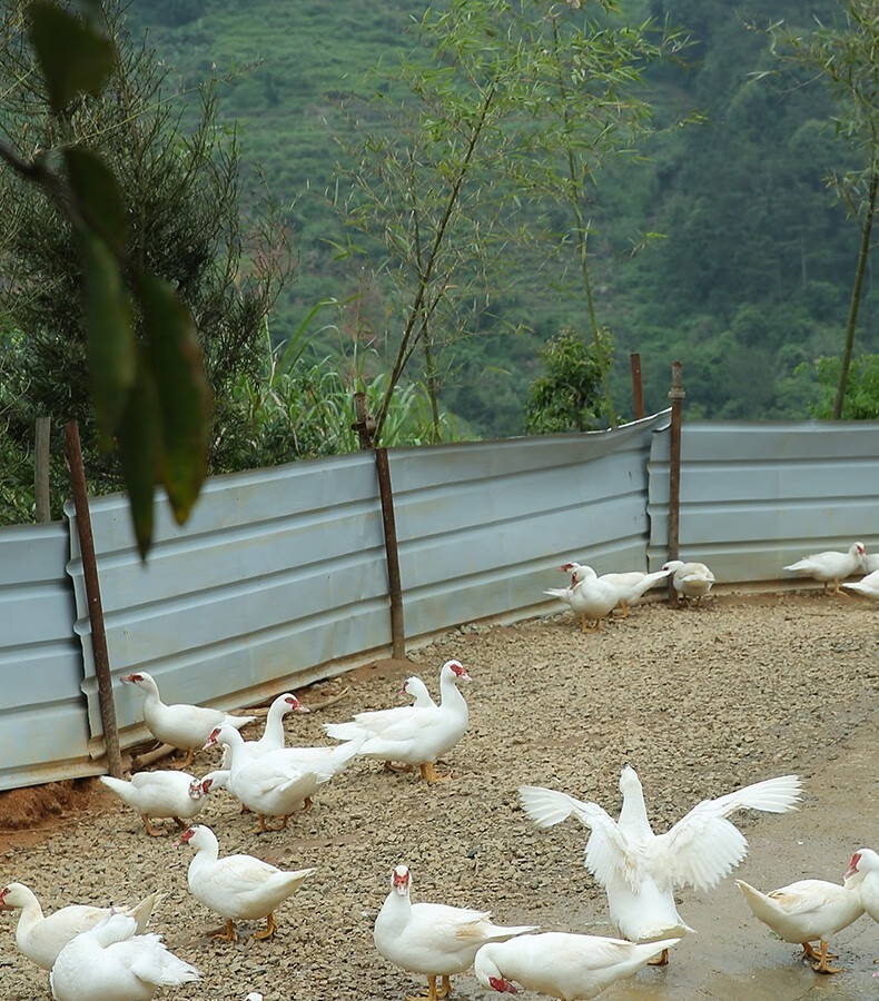 永春馆永春白鸭净重3斤农家红脸番鸭现杀生鲜鸭子鸭肉土鸭麻鸭顺丰
