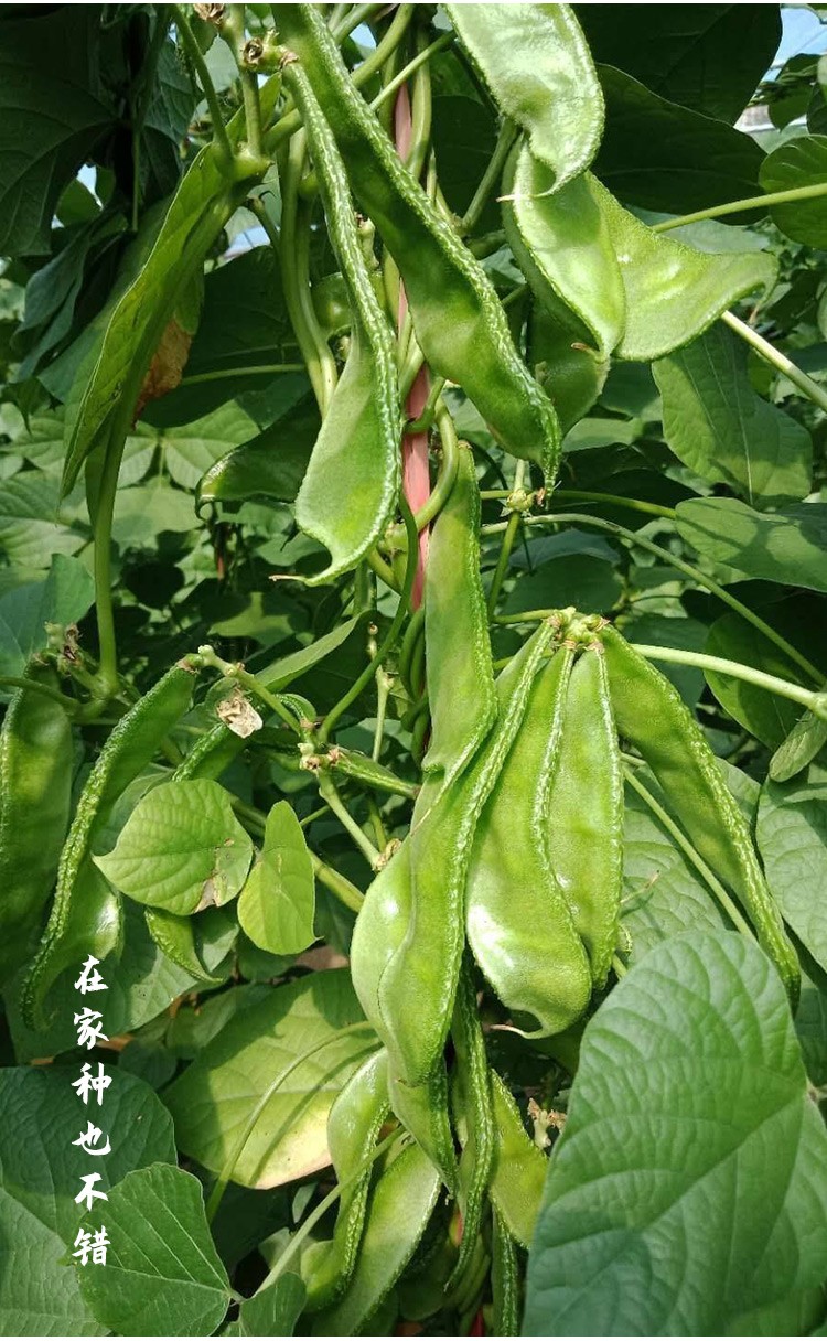 眉豆扁豆角结荚多产量高寿光菜种 【荚扁】常规绿眉豆种子5g(约10粒)